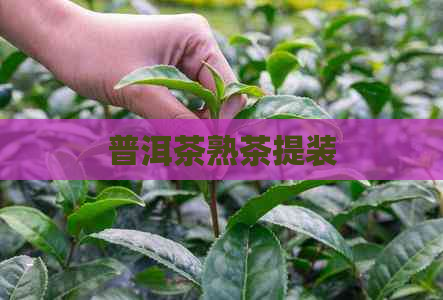 普洱茶熟茶提装