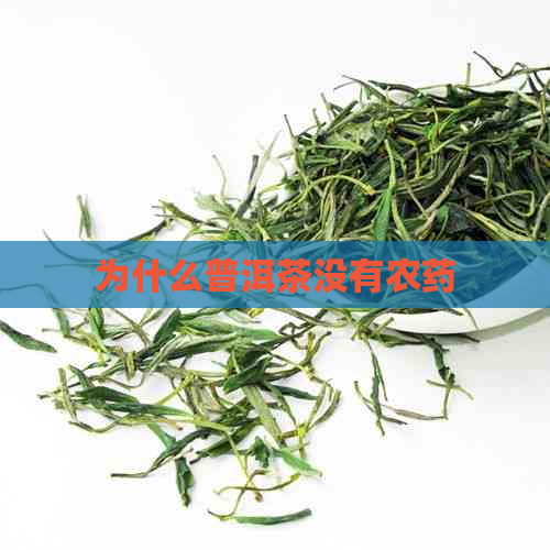 为什么普洱茶没有农药