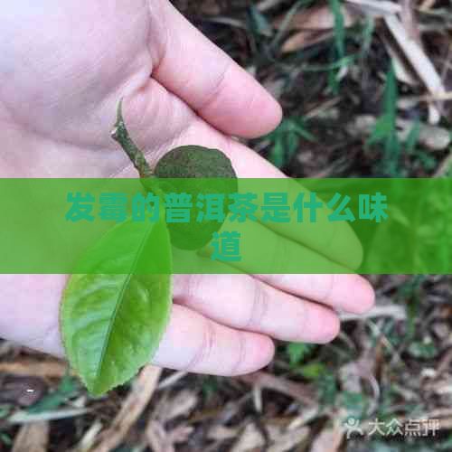 发霉的普洱茶是什么味道