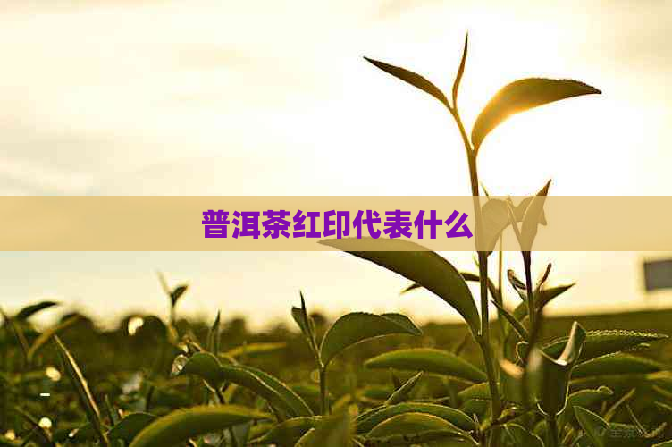 普洱茶红印代表什么