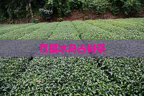 百福冰岛古树茶