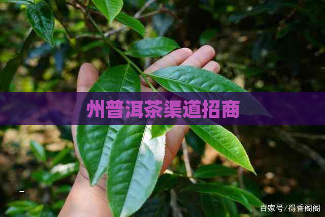 州普洱茶渠道招商