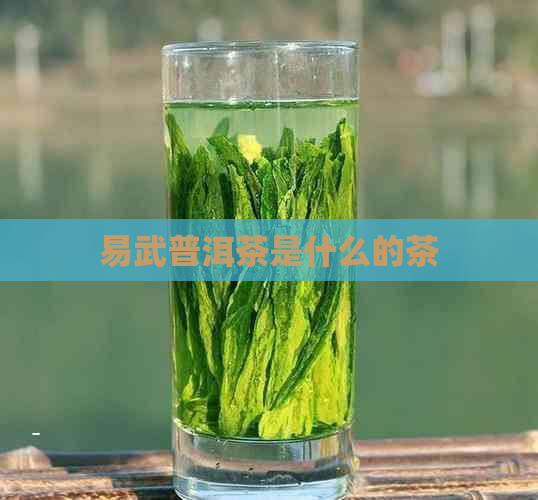 易武普洱茶是什么的茶