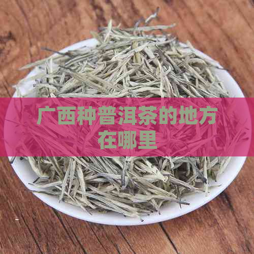 广西种普洱茶的地方在哪里