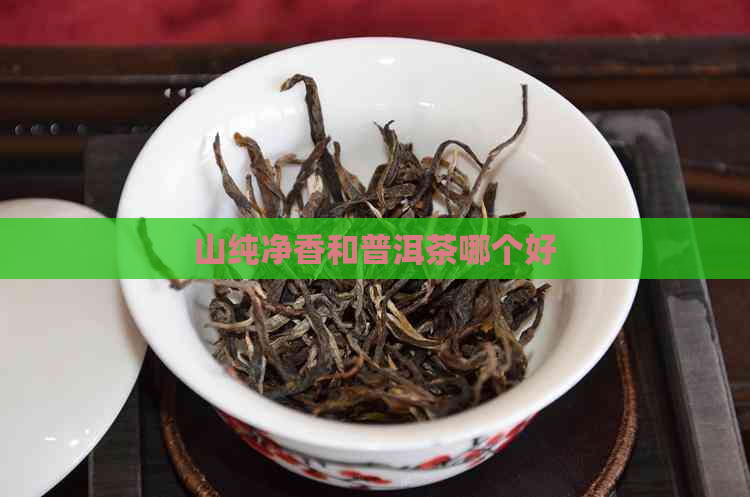 山纯净香和普洱茶哪个好