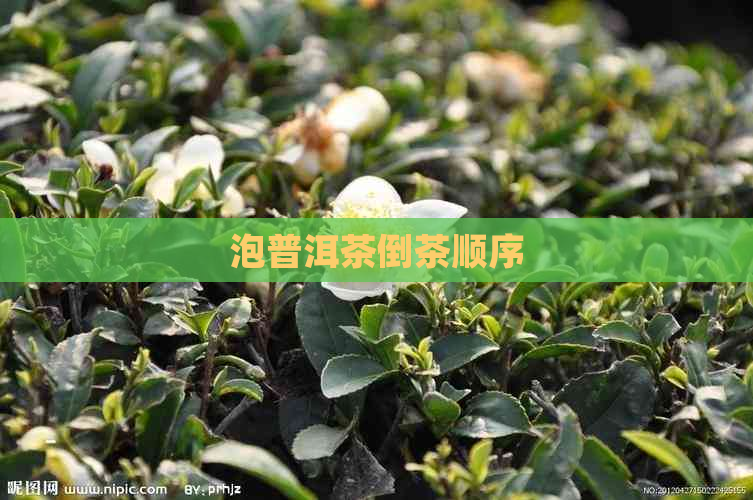 泡普洱茶倒茶顺序