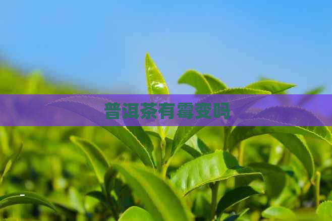 普洱茶有霉变吗