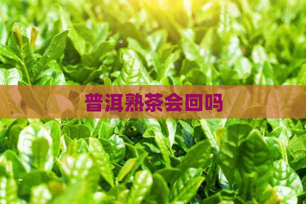 普洱熟茶会回吗