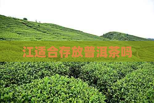 江适合存放普洱茶吗