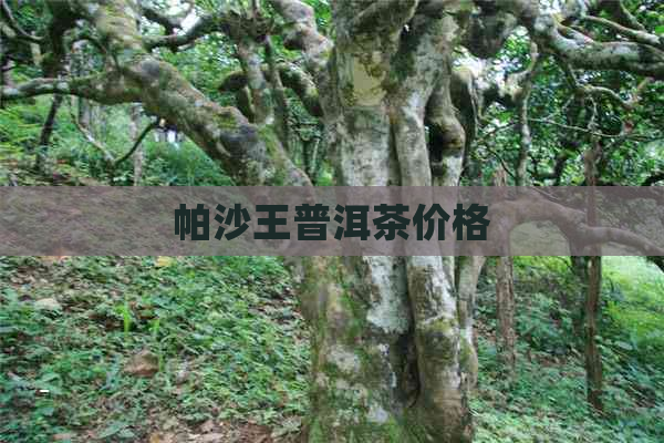 帕沙王普洱茶价格