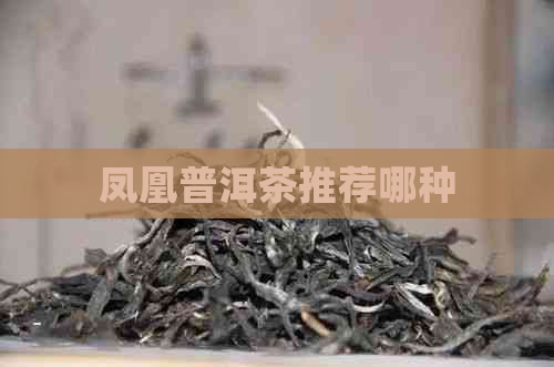 凤凰普洱茶推荐哪种