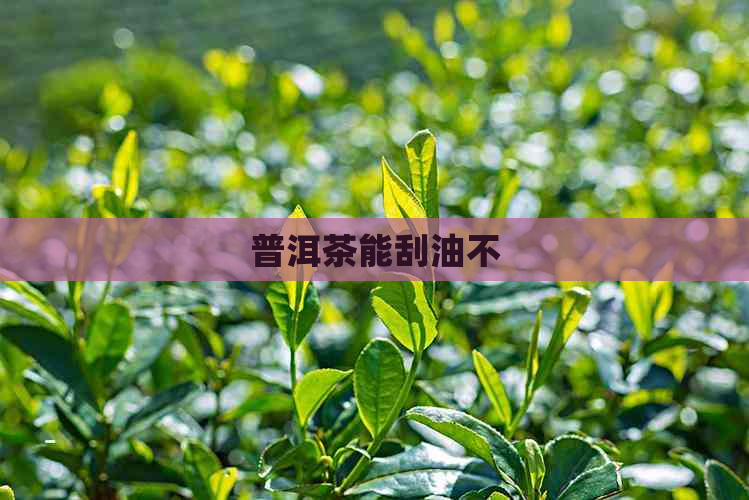 普洱茶能刮油不