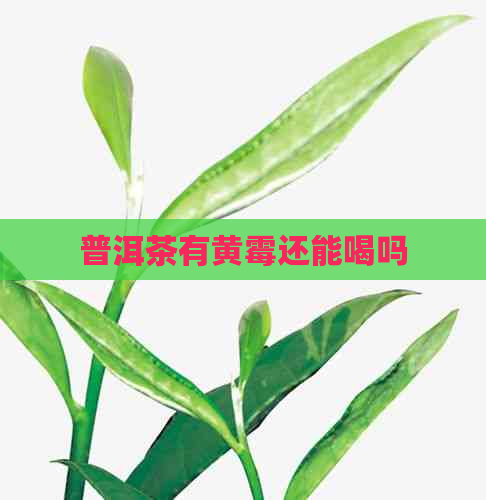 普洱茶有黄霉还能喝吗