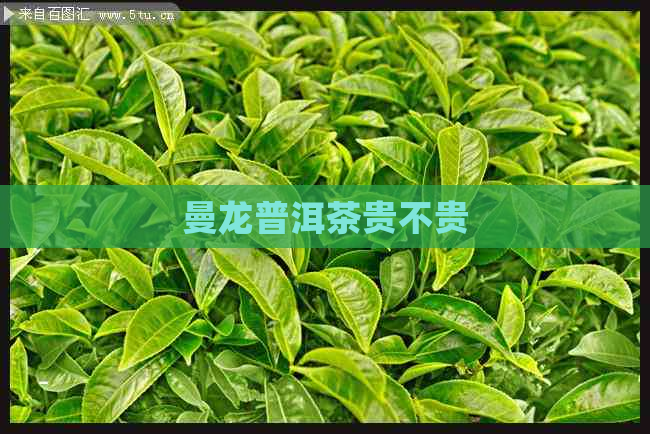 曼龙普洱茶贵不贵