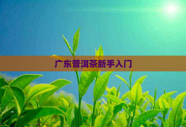 广东普洱茶新手入门