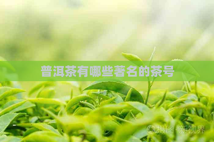 普洱茶有哪些著名的茶号