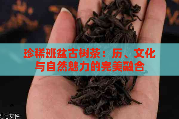 珍稀班盆古树茶：历、文化与自然魅力的完美融合