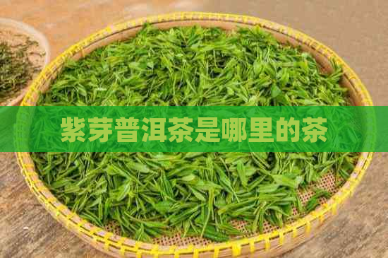 紫芽普洱茶是哪里的茶