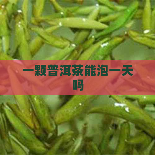 一颗普洱茶能泡一天吗