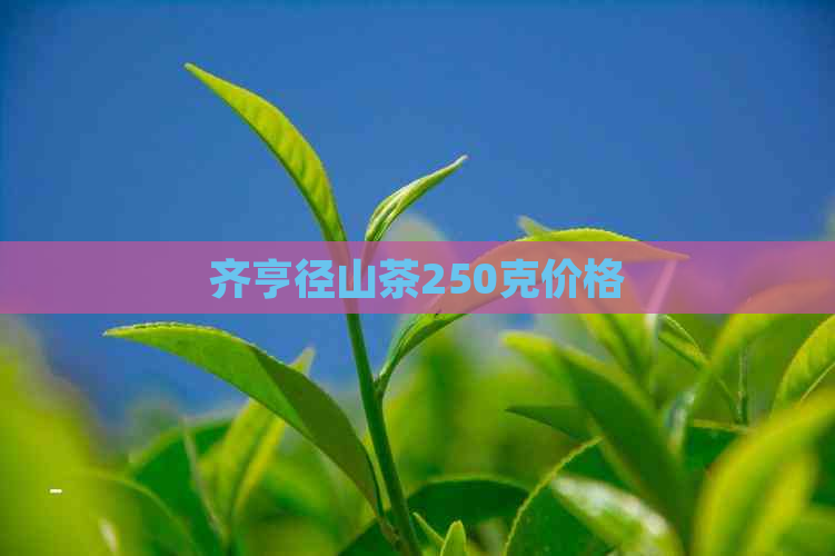 齐亨径山茶250克价格