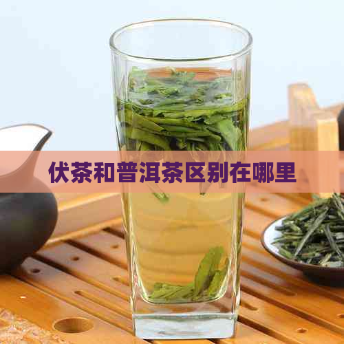 伏茶和普洱茶区别在哪里