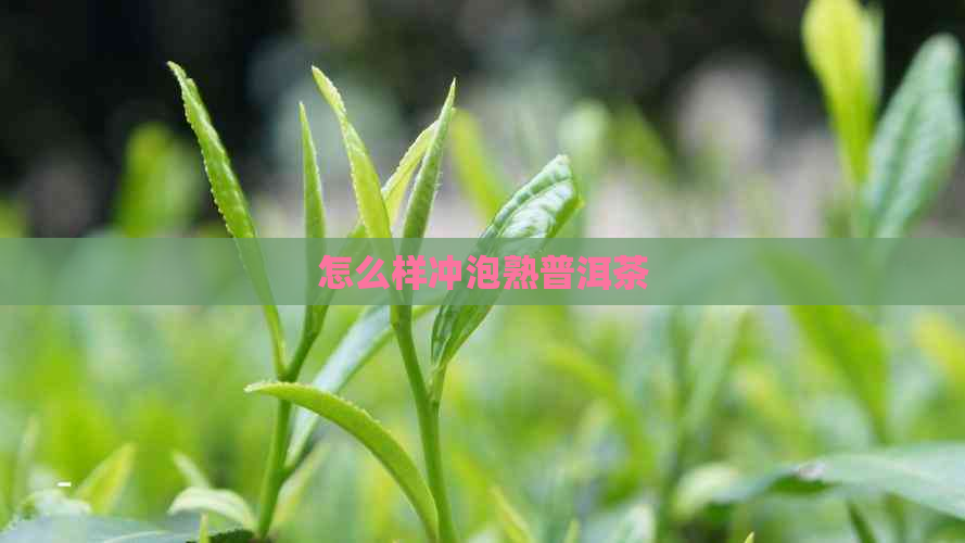 怎么样冲泡熟普洱茶