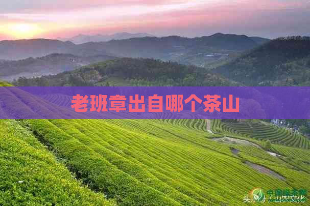 老班章出自哪个茶山