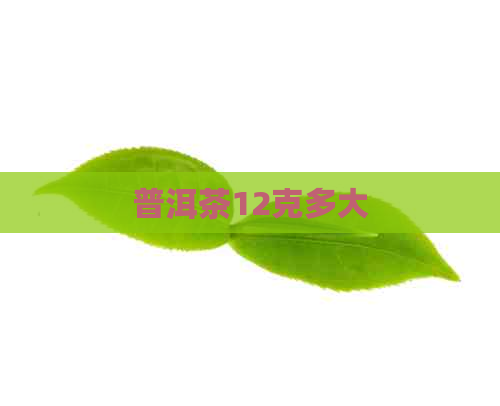 普洱茶12克多大