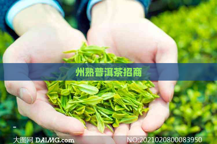 州熟普洱茶招商