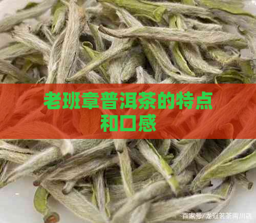 老班章普洱茶的特点和口感