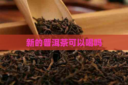 新的普洱茶可以喝吗