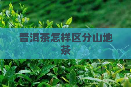 普洱茶怎样区分山地茶