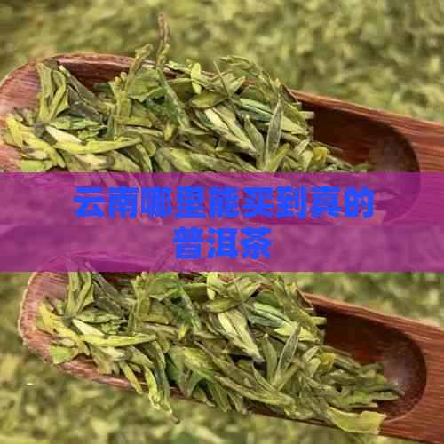 云南哪里能买到真的普洱茶