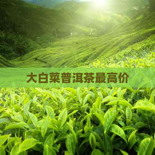 大白菜普洱茶更高价