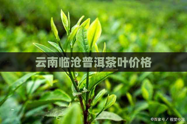 云南临沧普洱茶叶价格