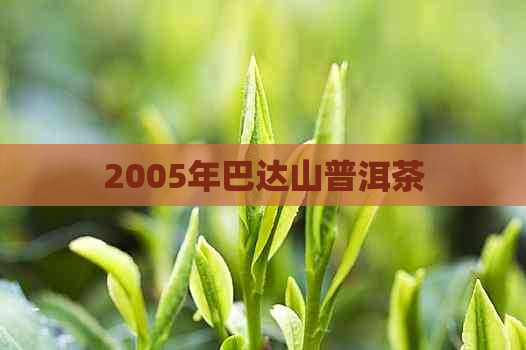 2005年巴达山普洱茶