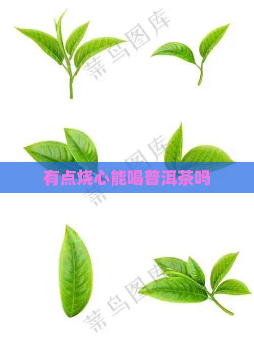 有点烧心能喝普洱茶吗