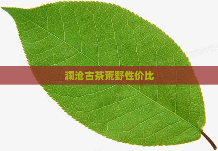 澜沧古茶荒野性价比