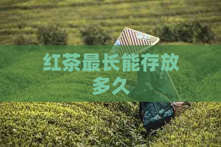 红茶最长能存放多久