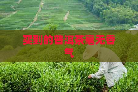 买到的普洱茶毫无香气