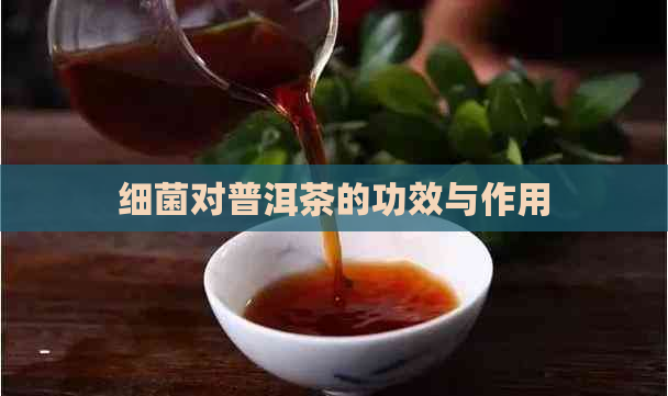 细菌对普洱茶的功效与作用