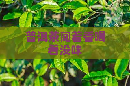 普洱茶闻着香喝着没味