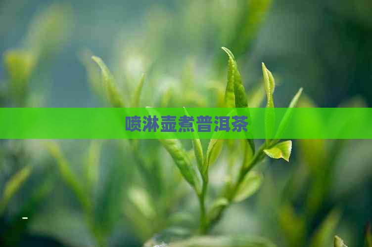 喷淋壶煮普洱茶