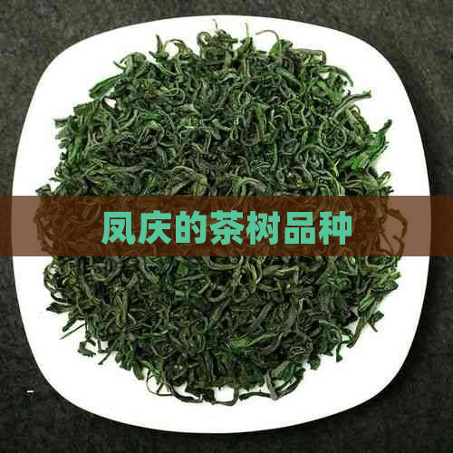 凤庆的茶树品种