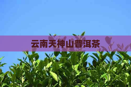 云南天神山普洱茶