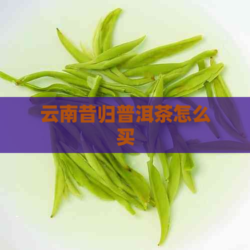 云南昔归普洱茶怎么买