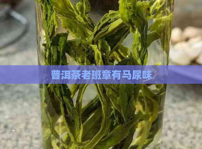 普洱茶老班章有马尿味