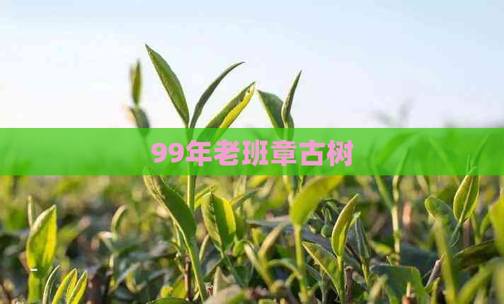 99年老班章古树