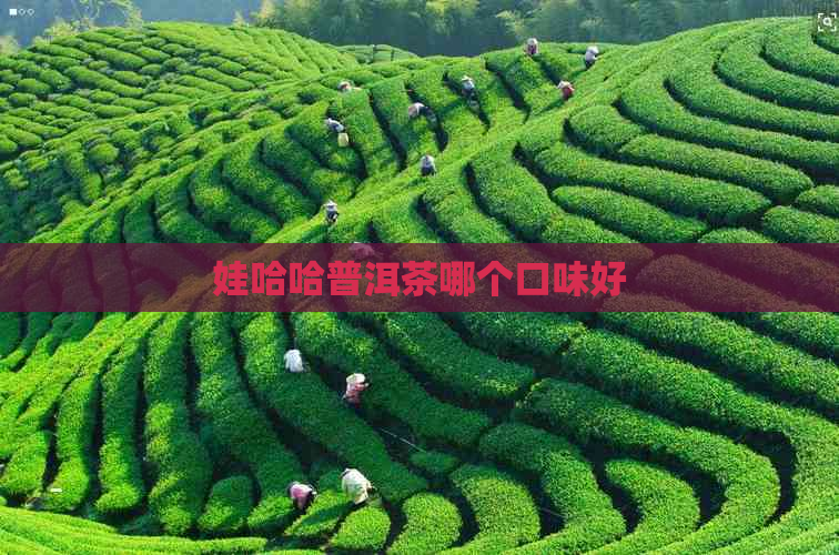 娃哈哈普洱茶哪个口味好