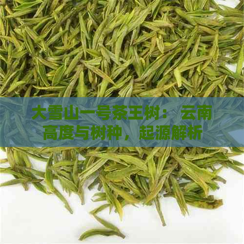 大雪山一号茶王树： 云南高度与树种，起源解析